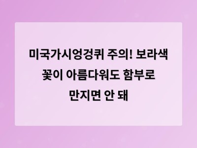 여름철 공터에서 주의해야 할 예쁜 꽃 미국가시엉겅퀴의 위험성